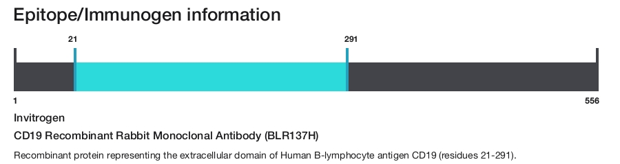 CD19 Recombinant Rabbit Monoclonal Antibody (BLR137H)