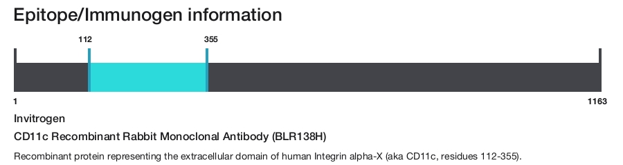 CD11c Recombinant Rabbit Monoclonal Antibody (BLR138H)