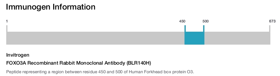 FOXO3A Recombinant Rabbit Monoclonal Antibody (BLR140H)