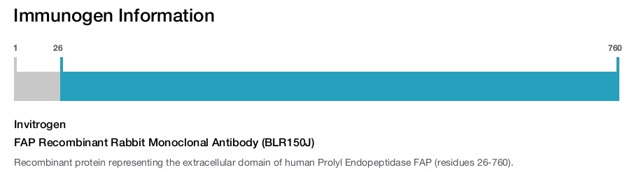 FAP Recombinant Rabbit Monoclonal Antibody (BLR150J)
