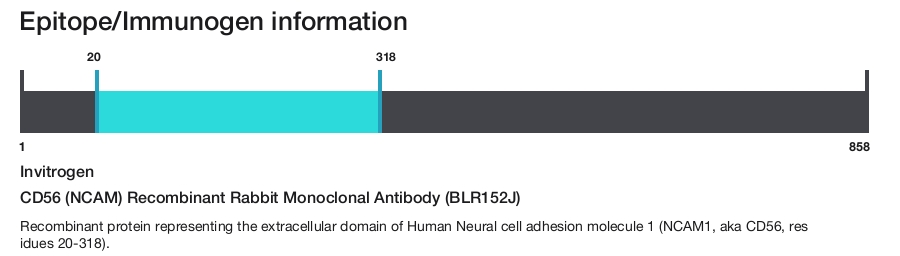 CD56 (NCAM) Recombinant Rabbit Monoclonal Antibody (BLR152J)