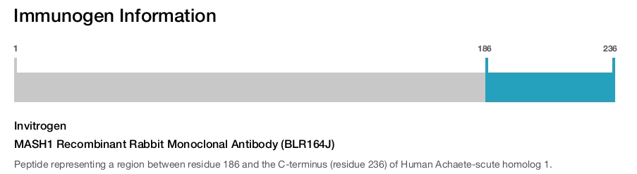 MASH1 Recombinant Rabbit Monoclonal Antibody (BLR164J)