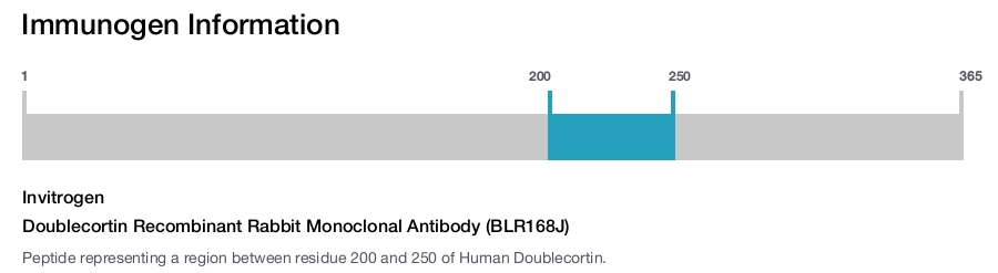 Doublecortin Recombinant Rabbit Monoclonal Antibody (BLR168J)