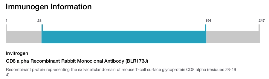 CD8 alpha Recombinant Rabbit Monoclonal Antibody (BLR173J)