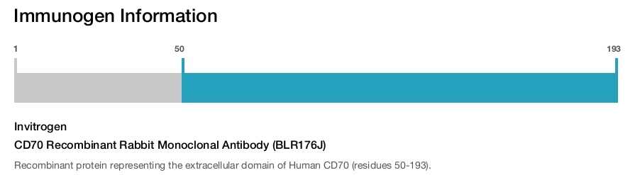 CD70 Recombinant Rabbit Monoclonal Antibody (BLR176J)