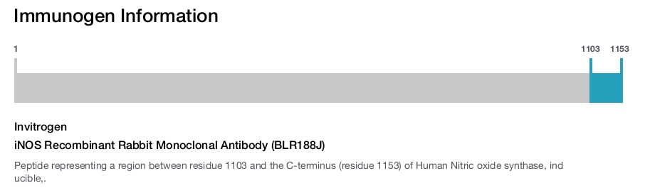 iNOS Recombinant Rabbit Monoclonal Antibody (BLR188J)