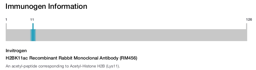 H2BK11ac Recombinant Rabbit Monoclonal Antibody (RM456)