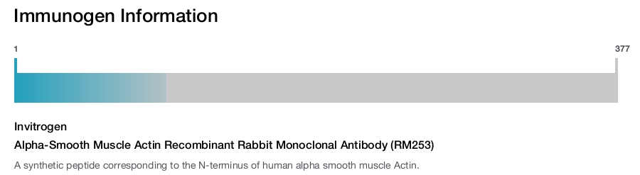 Alpha-Smooth Muscle Actin Recombinant Rabbit Monoclonal Antibody (RM253)