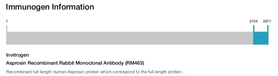 Asprosin Recombinant Rabbit Monoclonal Antibody (RM463)