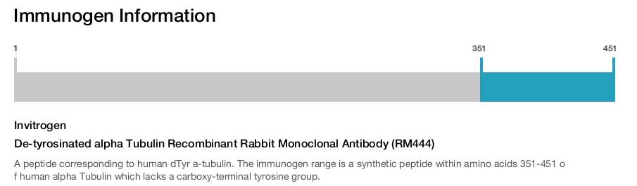 De-tyrosinated alpha Tubulin Recombinant Rabbit Monoclonal Antibody (RM444)
