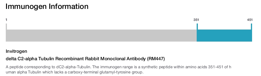 delta C2-alpha Tubulin Recombinant Rabbit Monoclonal Antibody (RM447)