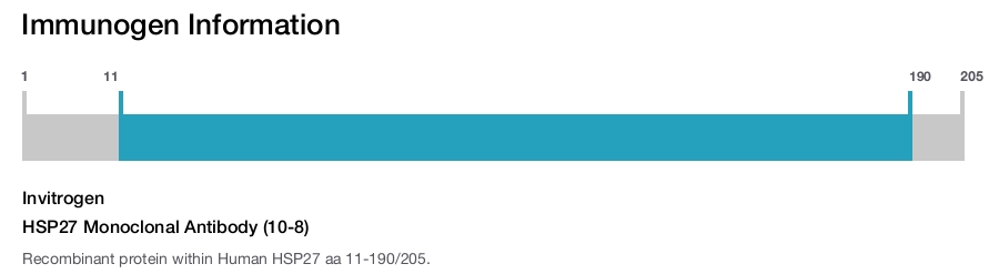 HSP27 Monoclonal Antibody (10-8)