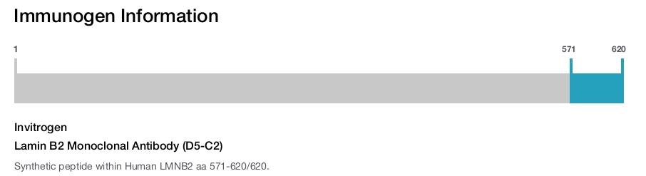 Lamin B2 Monoclonal Antibody (D5-C2)