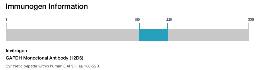 GAPDH Monoclonal Antibody (12D6)