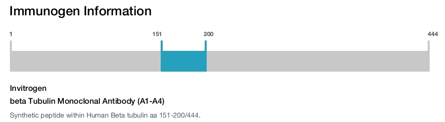 beta Tubulin Monoclonal Antibody (A1-A4)