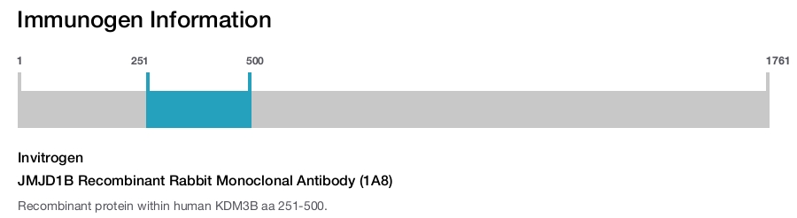 JMJD1B Recombinant Rabbit Monoclonal Antibody (1A8)