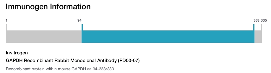 GAPDH Recombinant Rabbit Monoclonal Antibody (PD00-07)