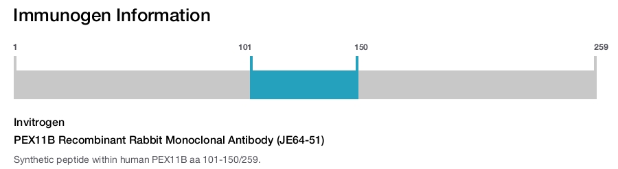 PEX11B Recombinant Rabbit Monoclonal Antibody (JE64-51)
