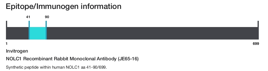 NOLC1 Recombinant Rabbit Monoclonal Antibody (JE65-16)