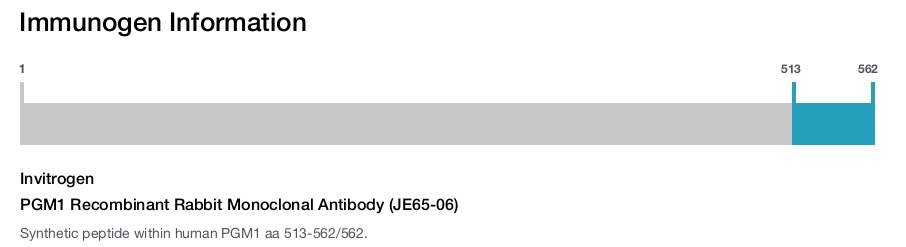 PGM1 Recombinant Rabbit Monoclonal Antibody (JE65-06)