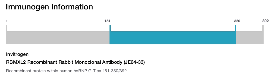RBMXL2 Recombinant Rabbit Monoclonal Antibody (JE64-33)
