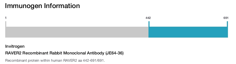 RAVER2 Recombinant Rabbit Monoclonal Antibody (JE64-36)
