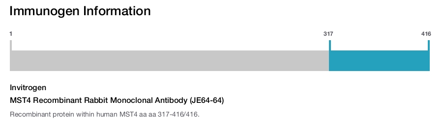 MST4 Recombinant Rabbit Monoclonal Antibody (JE64-64)