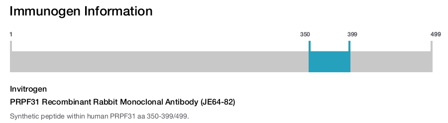 PRPF31 Recombinant Rabbit Monoclonal Antibody (JE64-82)