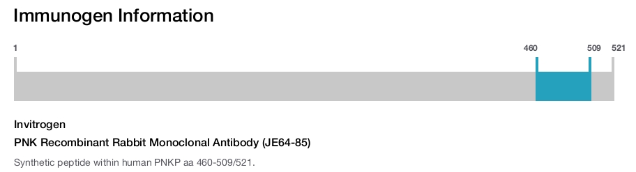 PNK Recombinant Rabbit Monoclonal Antibody (JE64-85)