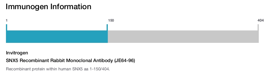 SNX5 Recombinant Rabbit Monoclonal Antibody (JE64-96)