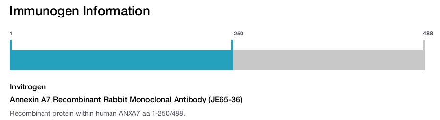Annexin A7 Recombinant Rabbit Monoclonal Antibody (JE65-36)