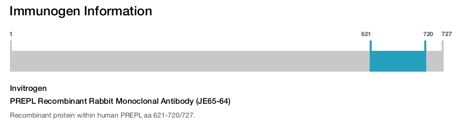 PREPL Recombinant Rabbit Monoclonal Antibody (JE65-64)