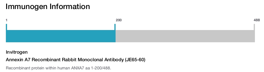 Annexin A7 Recombinant Rabbit Monoclonal Antibody (JE65-60)