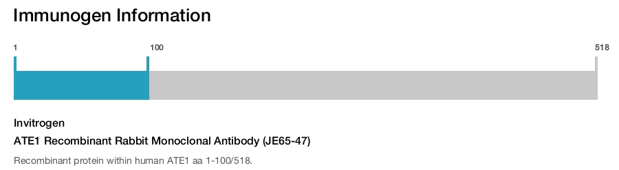 ATE1 Recombinant Rabbit Monoclonal Antibody (JE65-47)