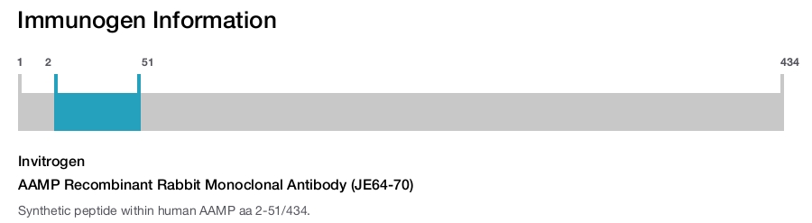 AAMP Recombinant Rabbit Monoclonal Antibody (JE64-70)