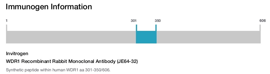 WDR1 Recombinant Rabbit Monoclonal Antibody (JE64-32)