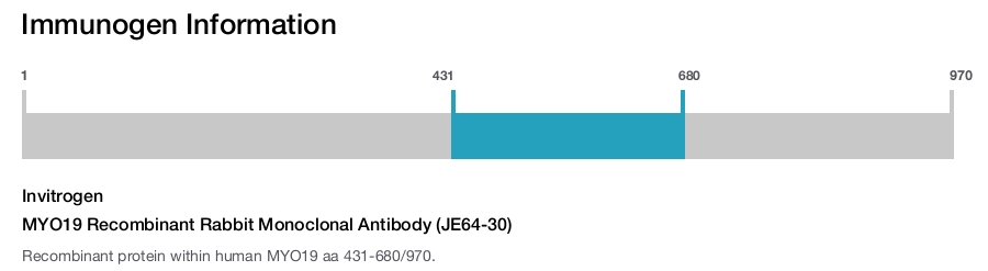 MYO19 Recombinant Rabbit Monoclonal Antibody (JE64-30)