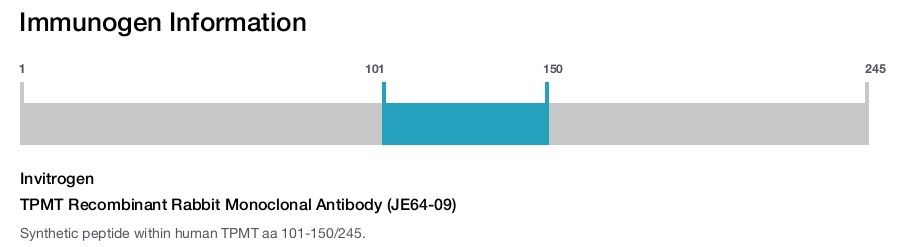 TPMT Recombinant Rabbit Monoclonal Antibody (JE64-09)
