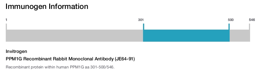 PPM1G Recombinant Rabbit Monoclonal Antibody (JE64-91)