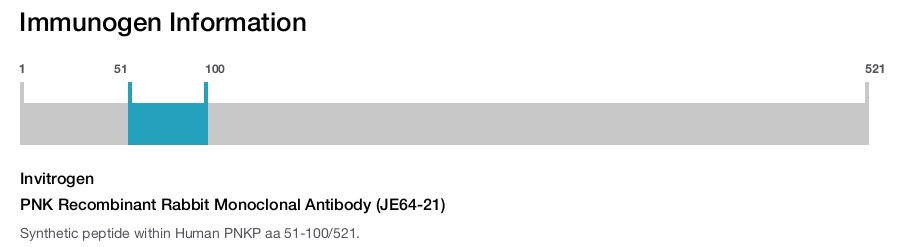 PNK Recombinant Rabbit Monoclonal Antibody (JE64-21)