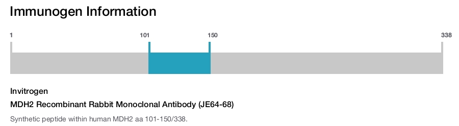 MDH2 Recombinant Rabbit Monoclonal Antibody (JE64-68)
