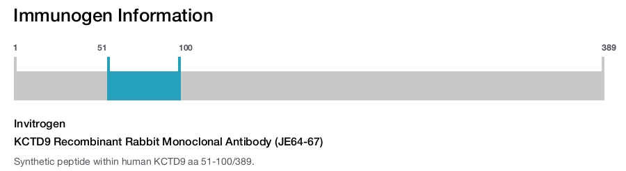 KCTD9 Recombinant Rabbit Monoclonal Antibody (JE64-67)