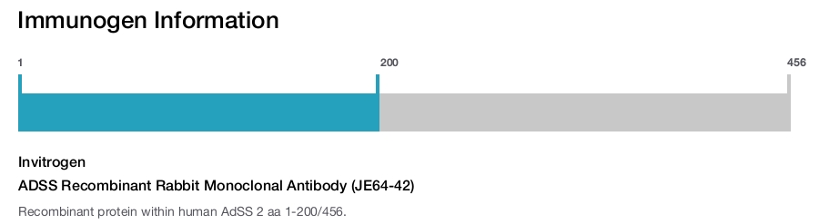 ADSS Recombinant Rabbit Monoclonal Antibody (JE64-42)