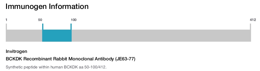 BCKDK Recombinant Rabbit Monoclonal Antibody (JE63-77)