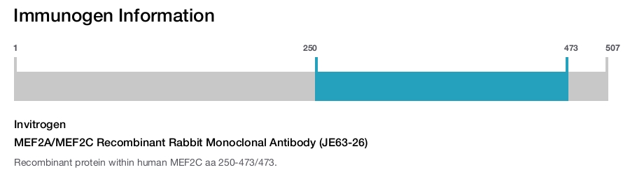 MEF2A/MEF2C Recombinant Rabbit Monoclonal Antibody (JE63-26)