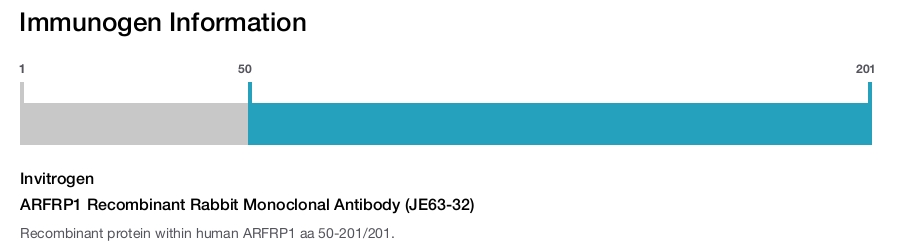 ARFRP1 Recombinant Rabbit Monoclonal Antibody (JE63-32)