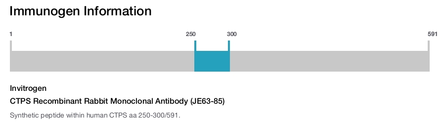 CTPS Recombinant Rabbit Monoclonal Antibody (JE63-85)