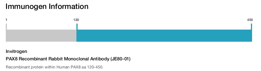 PAX8 Recombinant Rabbit Monoclonal Antibody (JE80-01)