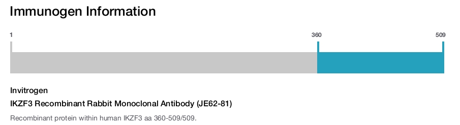 IKZF3 Recombinant Rabbit Monoclonal Antibody (JE62-81)