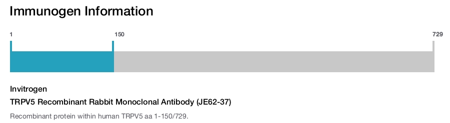 TRPV5 Recombinant Rabbit Monoclonal Antibody (JE62-37)